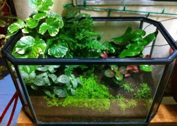 Comment faire un aquarium sans poisson ?