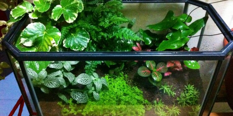 Comment faire un aquarium sans poisson ?