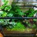 Comment faire un aquarium sans poisson ?