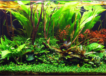 Comment faire un aquarium sans poisson ?