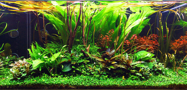 Comment faire un aquarium sans poisson ?