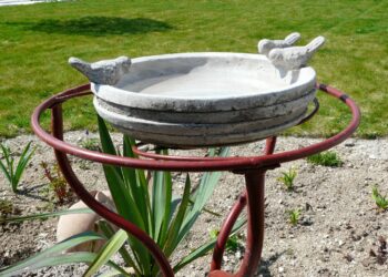 Comment faire un bain d'oiseau maison ?