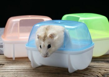 Comment faire un bain pour hamster ?