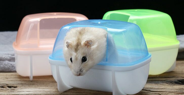 Comment faire un bain pour hamster ?
