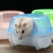 Comment faire un bain pour hamster ?