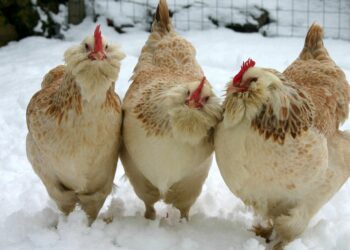 Comment faire un bain pour poule ?