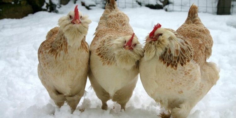 Comment faire un bain pour poule ?