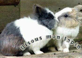 Comment faire un bisou à un lapin ?