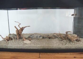Comment faire un blackout aquarium ?
