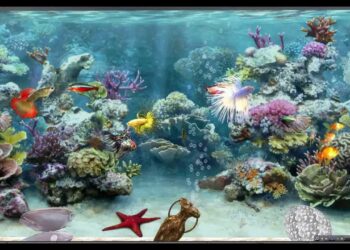 Comment faire un bon sol d'aquarium ?