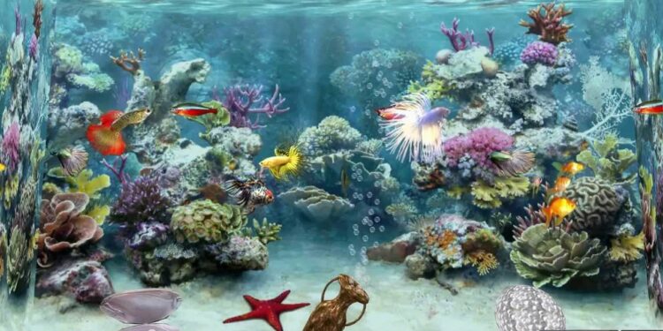 Comment faire un bon sol d'aquarium ?