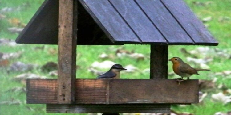 Comment faire un distributeur de graines pour oiseaux avec une bouteille plastique ?