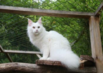 Comment faire un enclos en bois ?