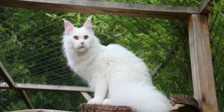 Comment faire un enclos en bois ?