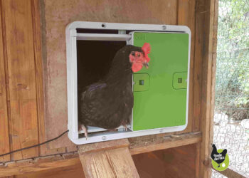 Comment faire un enclos pour les poules ?