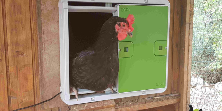 Comment faire un enclos pour les poules ?