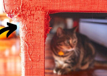 Comment faire un grattoir pour chat ?