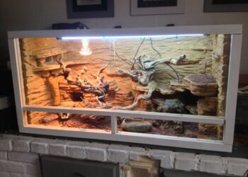 Comment faire un joli terrarium ?