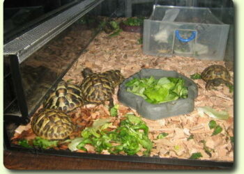 Comment faire un joli terrarium ?