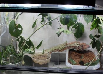 Comment faire un joli terrarium ?