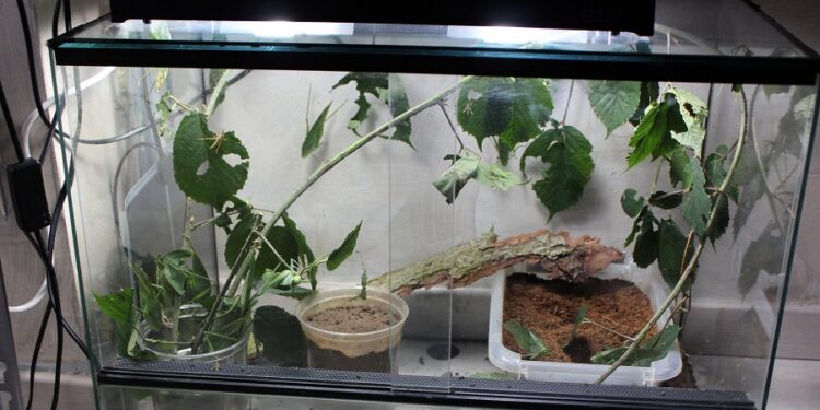 Comment faire un joli terrarium ?