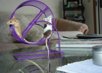 Comment faire un lit pour souris ?