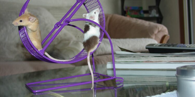 Comment faire un lit pour souris ?