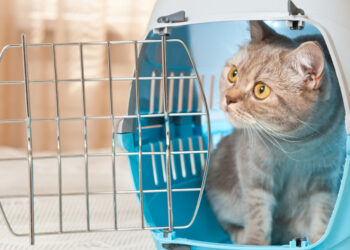 Comment faire un long trajet en voiture avec un chat ?