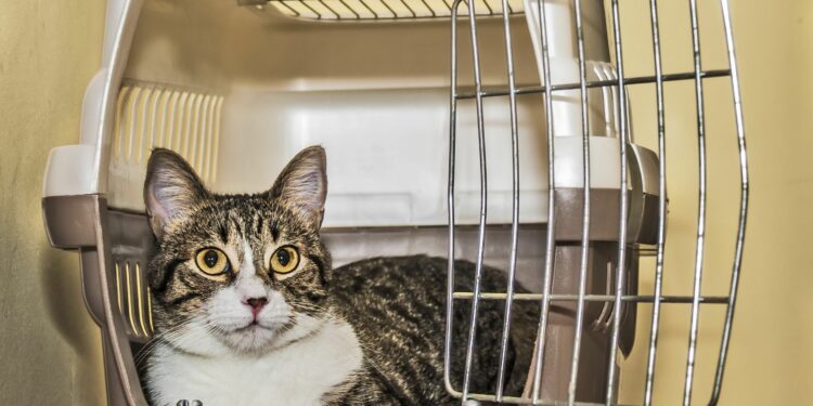 Comment faire un long trajet en voiture avec un chat ?