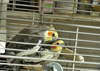 Comment faire un nid pour les perruches ?