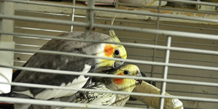 Comment faire un nid pour les perruches ?