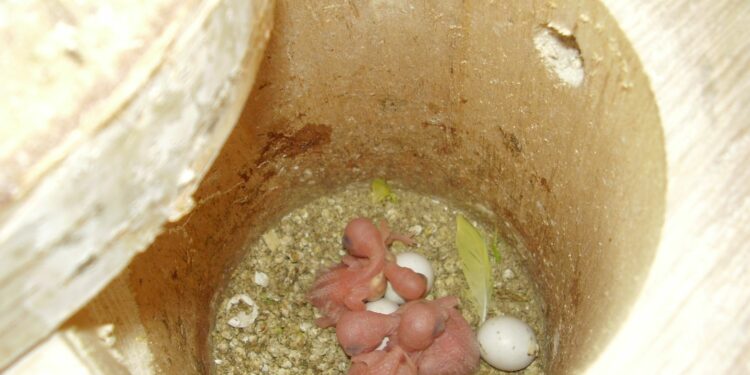 Comment faire un nid pour les perruches ?