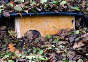 Comment faire un nid pour un hérisson ?