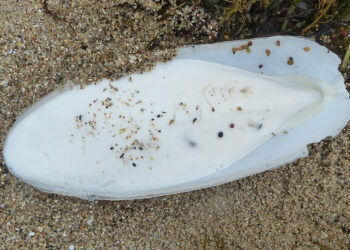 Comment faire un os de seiche ?