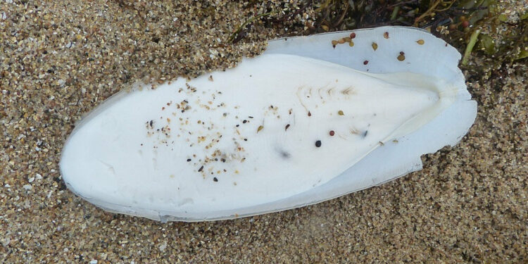 Comment faire un os de seiche ?