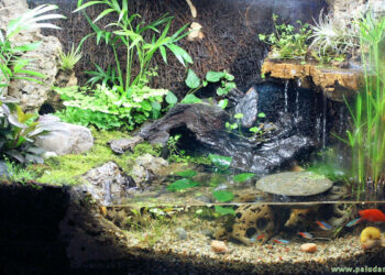 Comment faire un paludarium ?