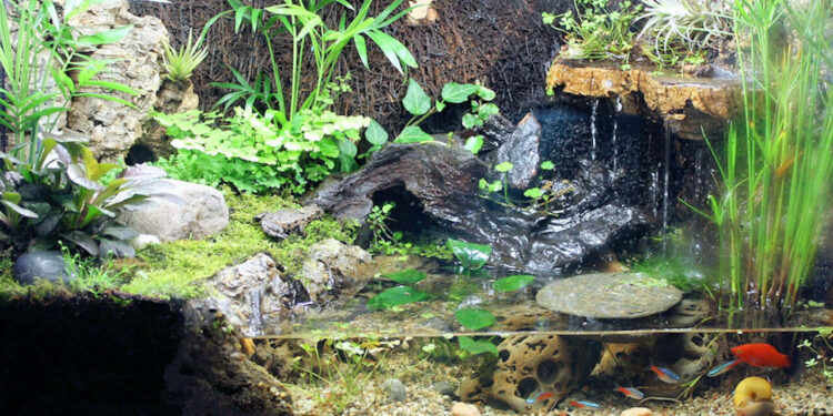 Comment faire un paludarium ?