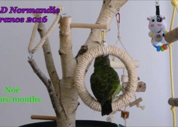 Comment faire un perchoir pour perruche ?