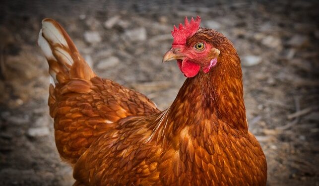 Comment faire un petit poulailler pour 2 poules ?