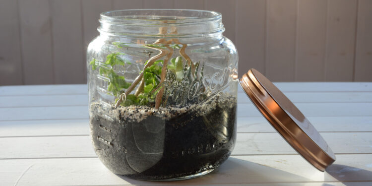 Comment faire un petit terrarium ?