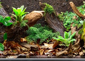 Comment faire un petit terrarium ?