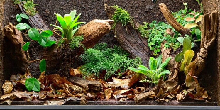 Comment faire un petit terrarium ?