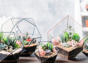 Comment faire un plantarium ?