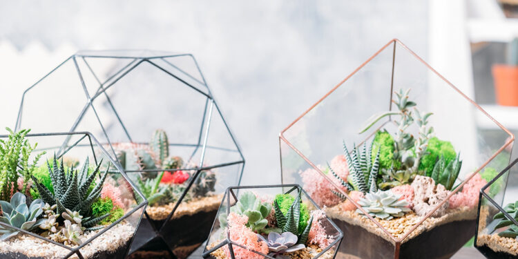 Comment faire un plantarium ?