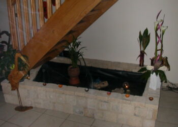 Comment faire un point d'eau pour tortue terrestre ?