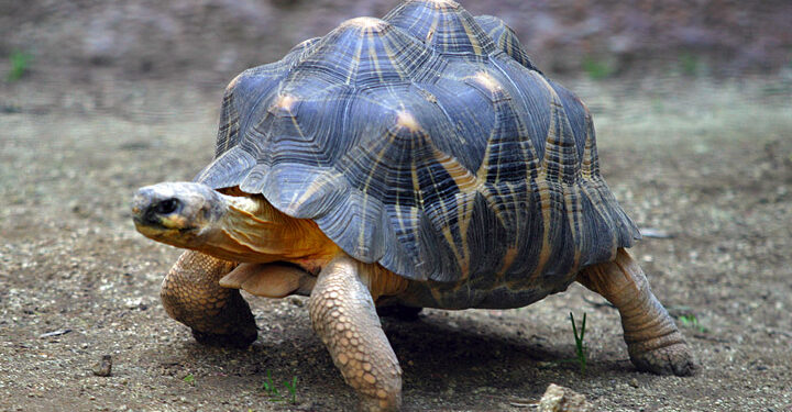 Comment faire un point d'eau pour tortue terrestre ?