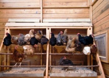 Comment faire un poulailler facile et pas cher ?