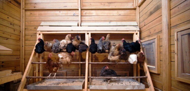 Comment faire un poulailler facile et pas cher ?