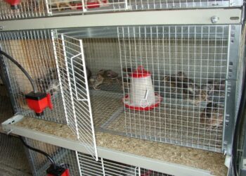 Comment faire un poulailler pour Poussin ?