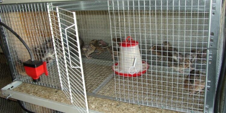 Comment faire un poulailler pour Poussin ?